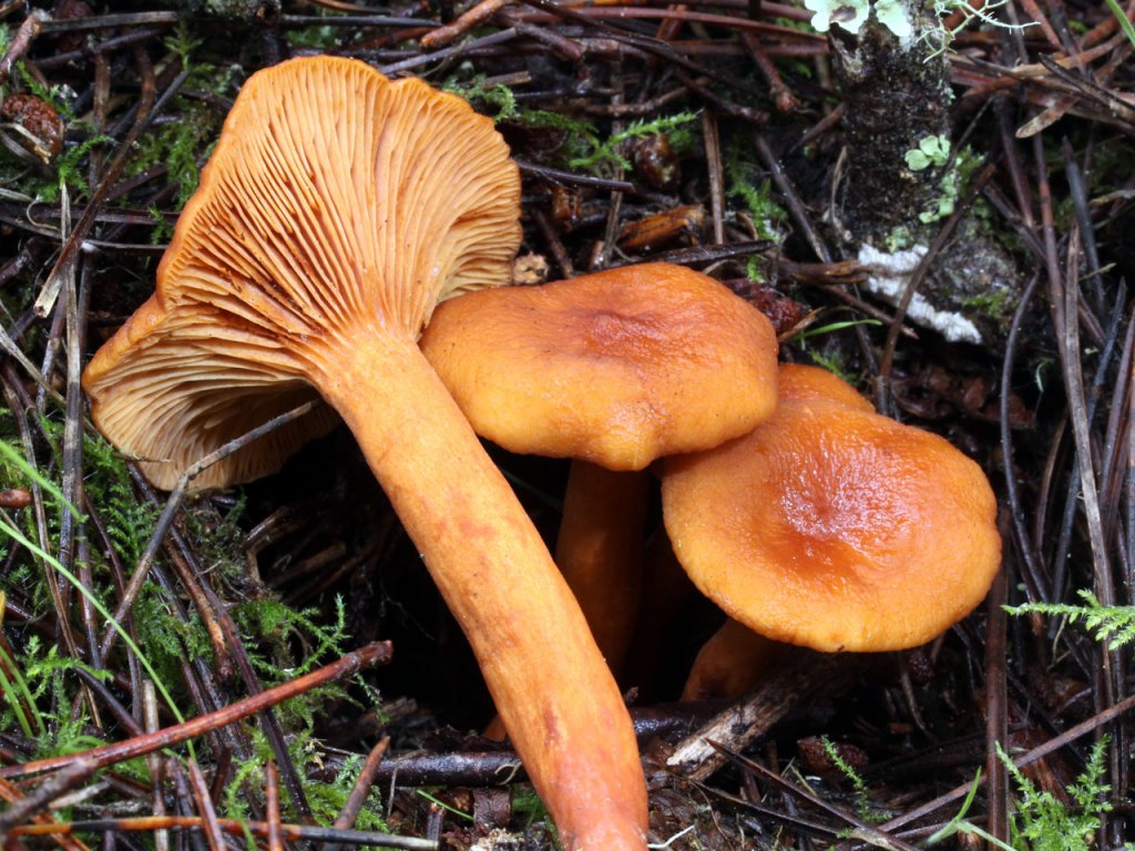 hongosseta