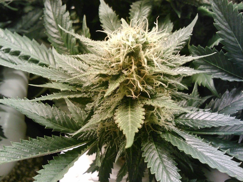 marijuana 269857_960_720