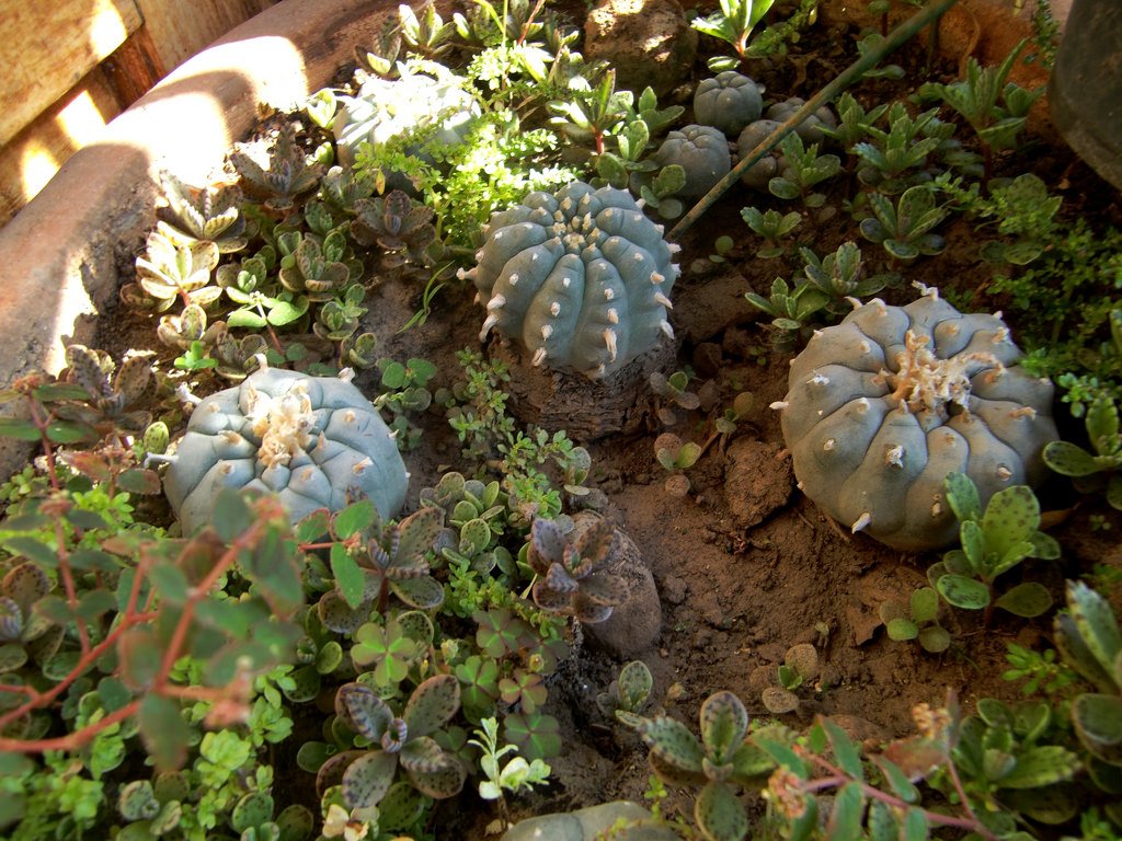 mescalina